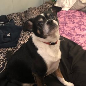 Chester wants your offer! He’ll bite til I say yes